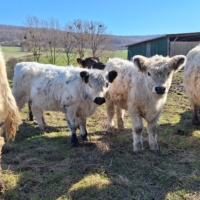 Miniaturansicht für das Anzeigenbild