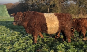 Red Belted Galloway Bulle