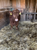 Miniaturansicht für das Anzeigenbild