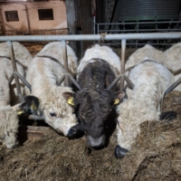 Miniaturansicht für das Anzeigenbild