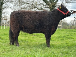 Miniaturansicht für das Anzeigenbild