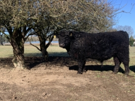 Miniaturansicht für das Anzeigenbild