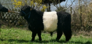 Miniaturansicht für das Anzeigenbild