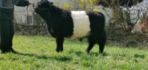 Miniaturansicht für das Anzeigenbild