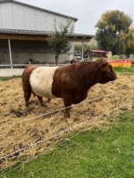 Miniaturansicht für das Anzeigenbild