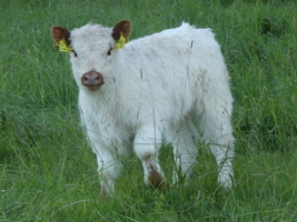 Miniaturansicht für das Anzeigenbild