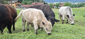Miniaturansicht für das Anzeigenbild