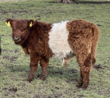 Miniaturansicht für das Anzeigenbild