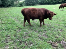 Luca aus dem Holperdorper Tal